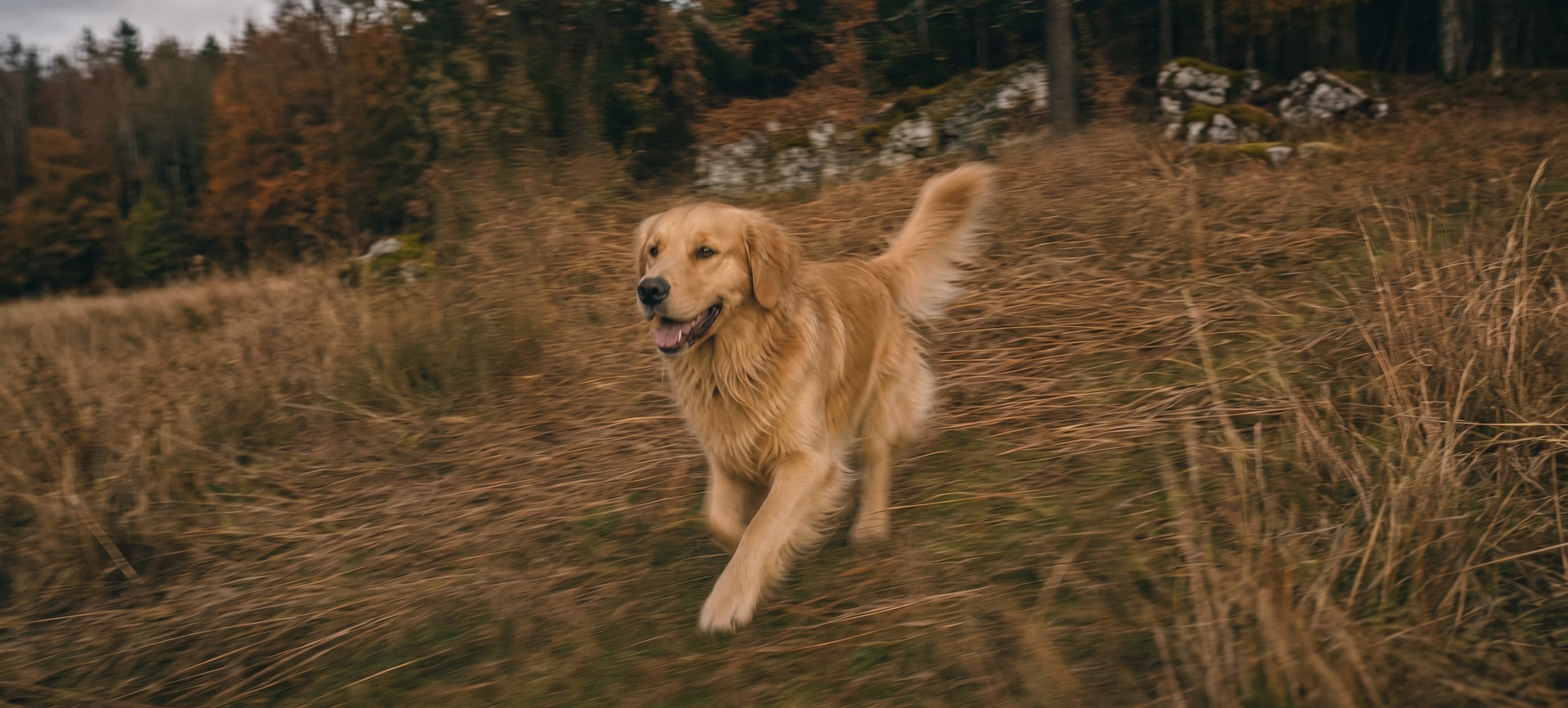 A golden retriever runs toward the camera through tall autumn grass at the edge of a forest.