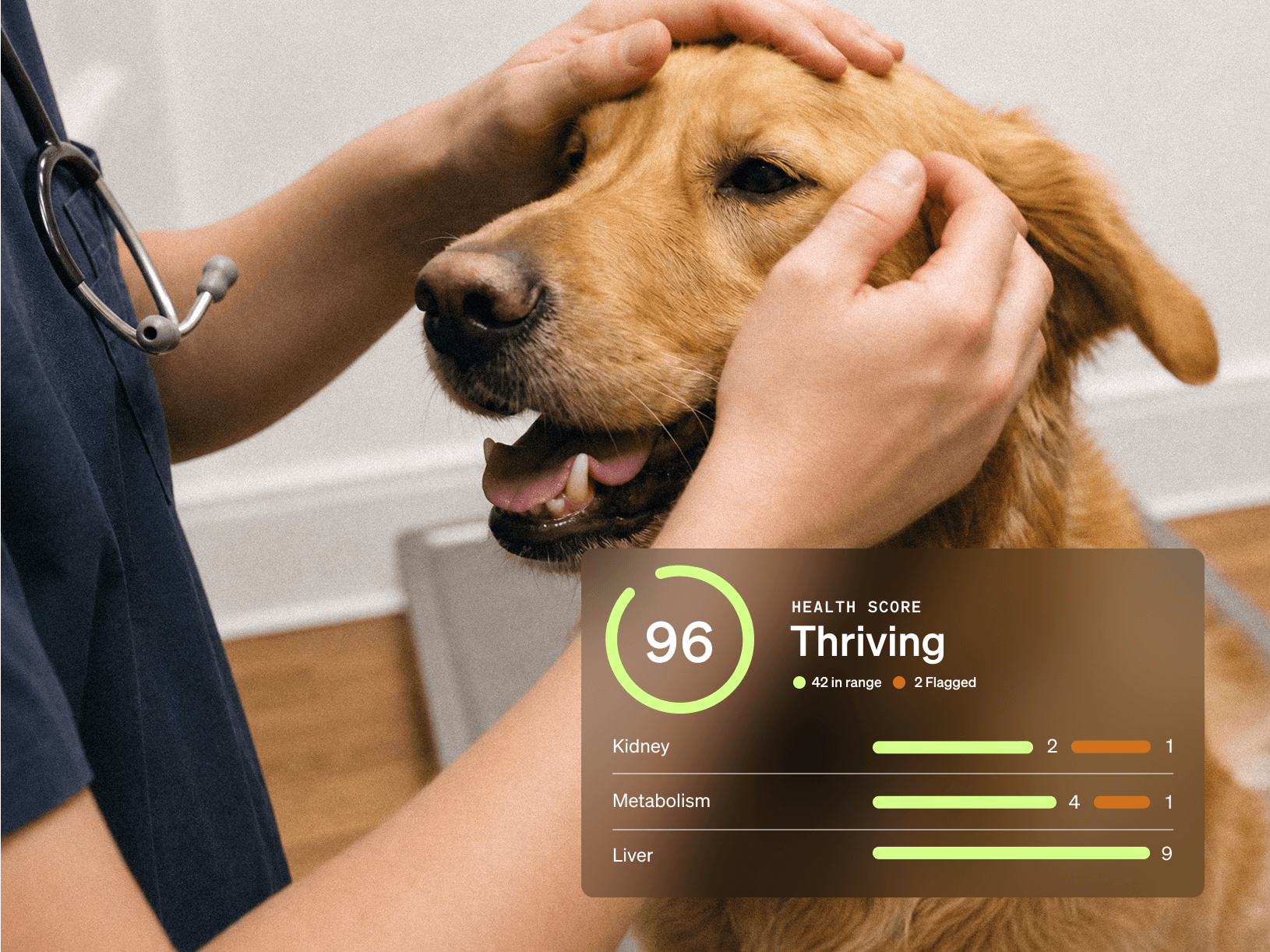 A vet gently examines a golden retriever’s face; a Wonderdog health score of 96 — “Thriving” — shows 42 markers in range and 2 flagged across kidney, metabolism, and liver.
