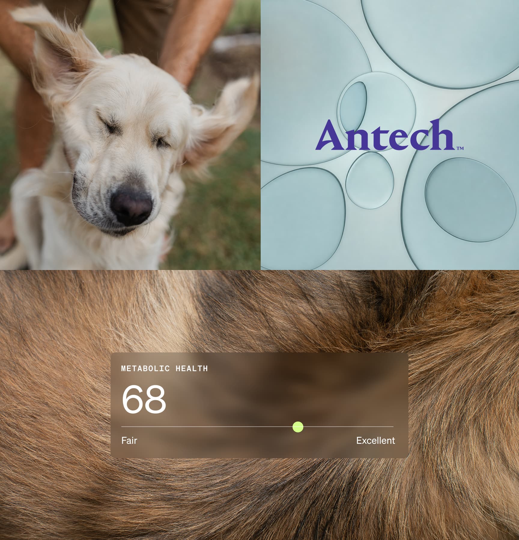 Wonderdog's lab partner Antech: diagnostic imagery composite
